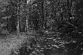 Le chemin de blachassousse_BW